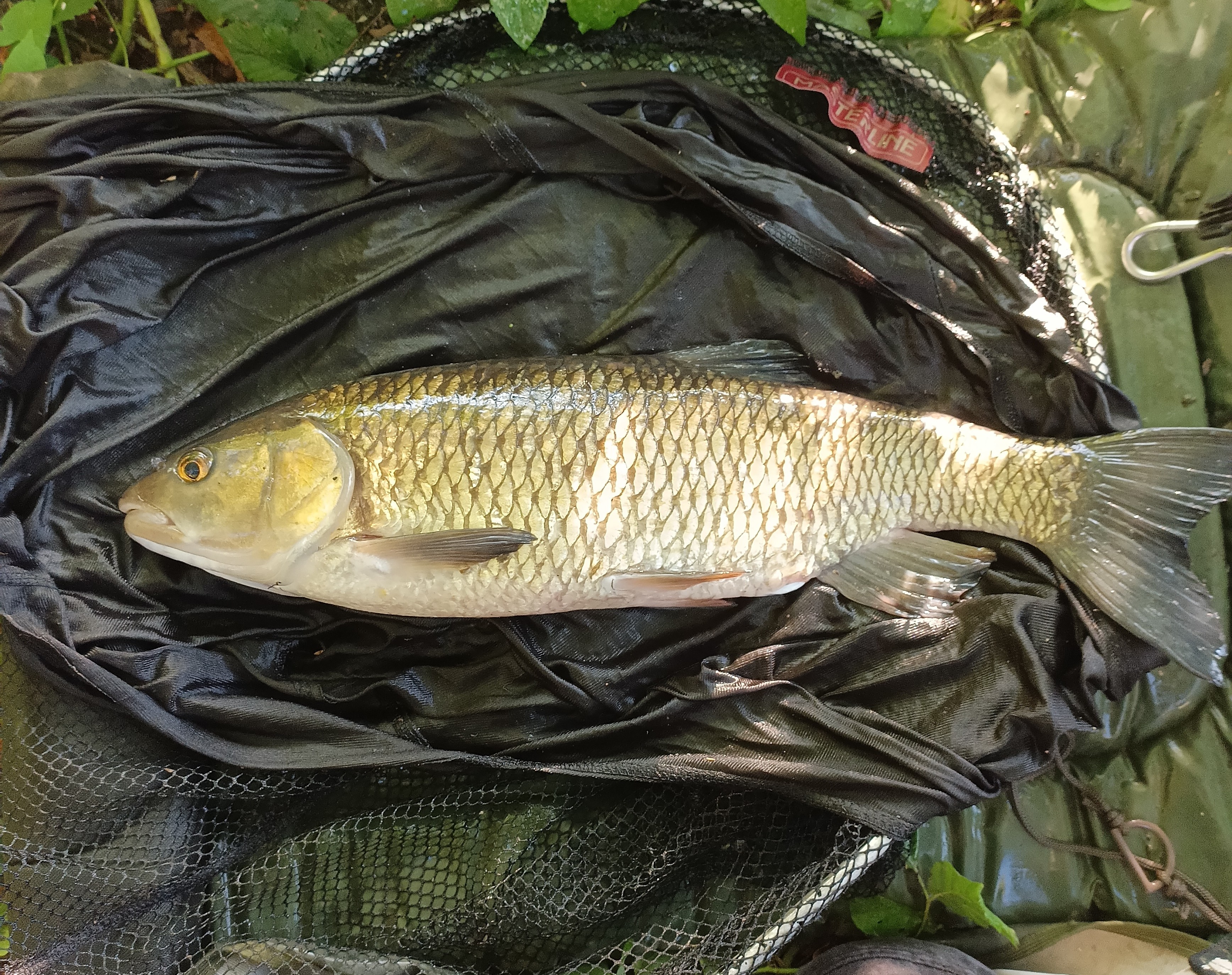 A large chub lying on a unhooking mat.